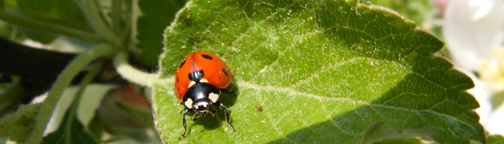 Marienkäfer